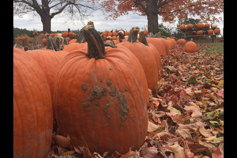 Hundreds of jack-o-lanterns-in-waiting are everywhere at Nonna's Farm Market.
Sue Sgambati/BarrieToday