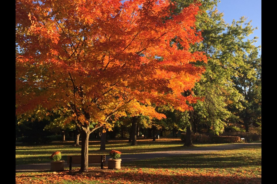 Fall colours at Sunnidale Park (8 photos) - Barrie News