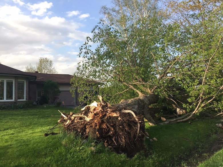 Tree down Barrie May 18