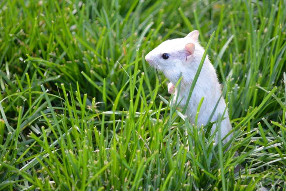 John Osborn was able to get some pictures of the white chipmunk that visits his Indian Arrow Road home in Barrie. Photo supplied