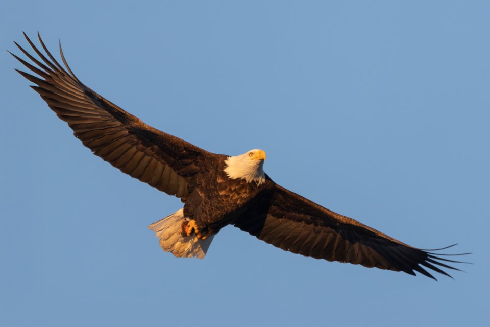 Picture of adult bald eagle taken from Callander dock during North Bay Christmas Bird Count.
Photo: Stephen O'Donnell 