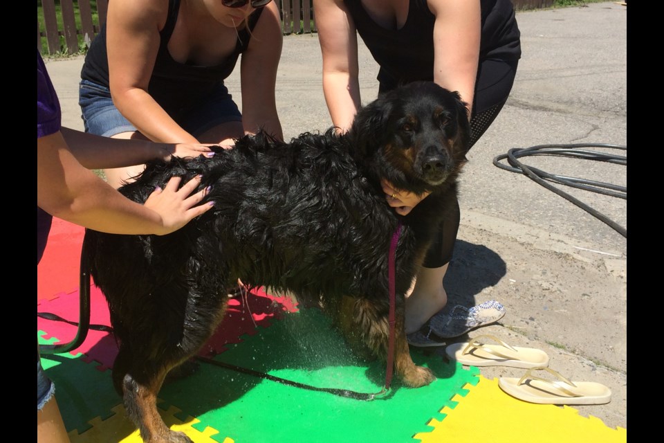 Tyrone enjoying hands-on dog wash fundraiser for dog guides 