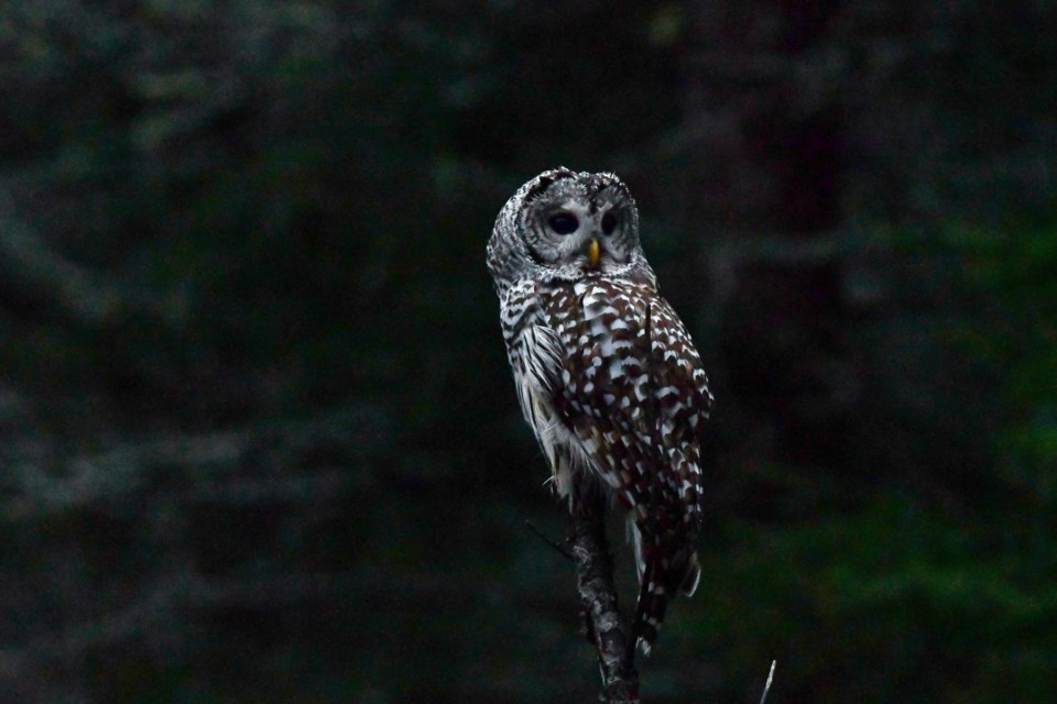 Waldram captured this stunning shot of a Barred Owl while he was driving home one eve a few weeks ago