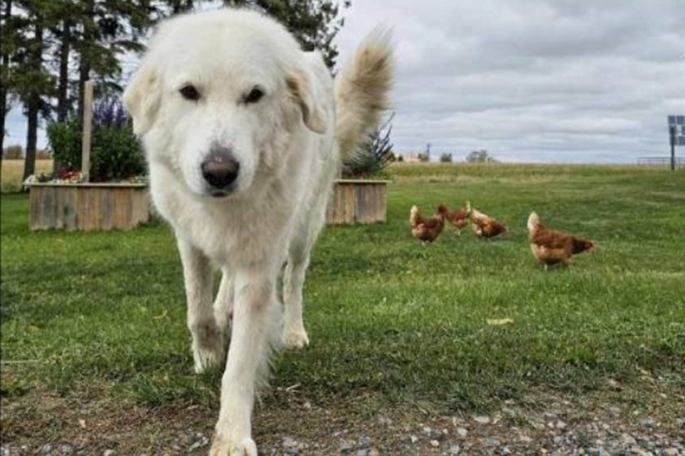 2024-10-29-breault-family-farm-crop-dog