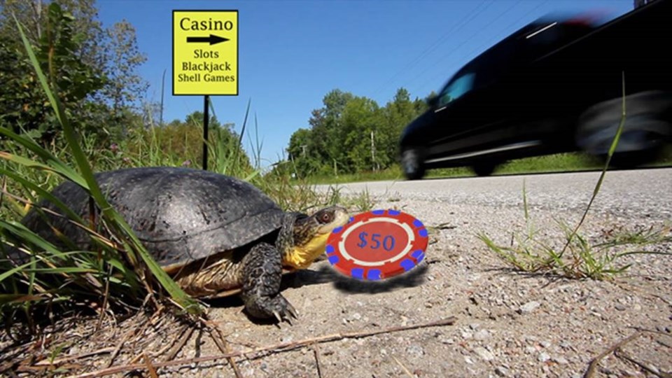 turtle casino satire