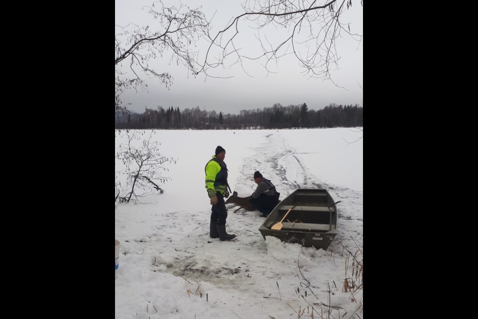 Three deer were rescued off Lake Nosbonsing Wednesday after spending a cold night on the lake. Dave Brown Photo