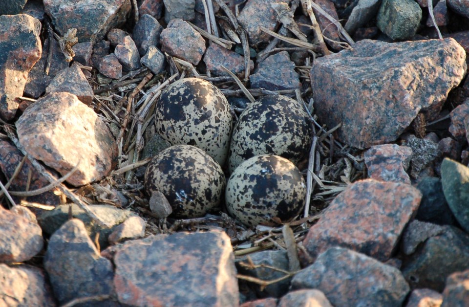 20240804-kildeer-eggs-walton