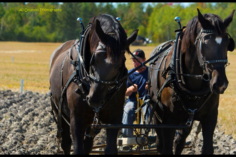 The International Plowing Match in Verner. Photo courtesy Al Orlando.