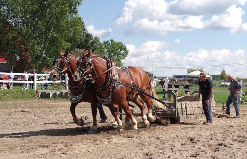 2024-powassan-fall-fir-horse-pull