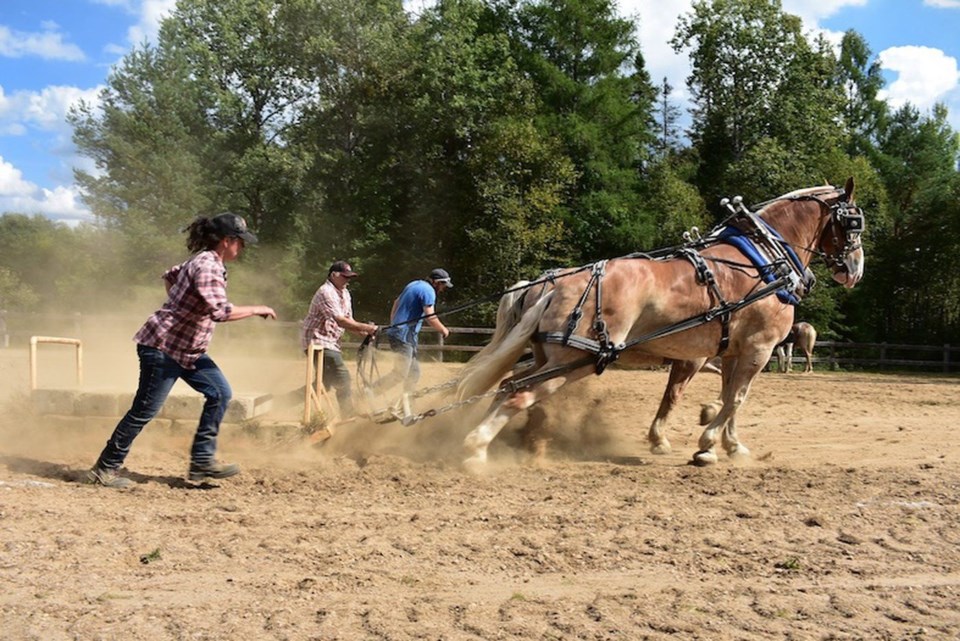 2024-south-river-fair-horse-pull