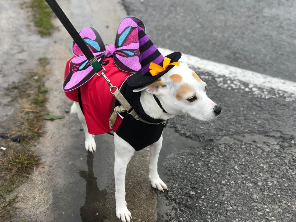 2021 halloween pets dog 1 