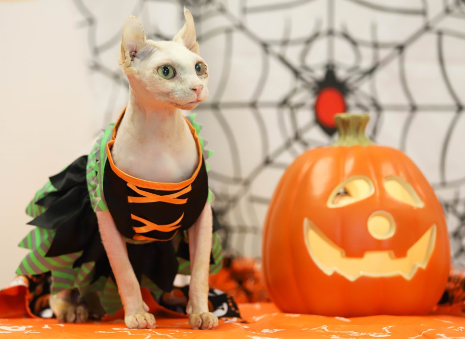 2021 halloween pets dog 