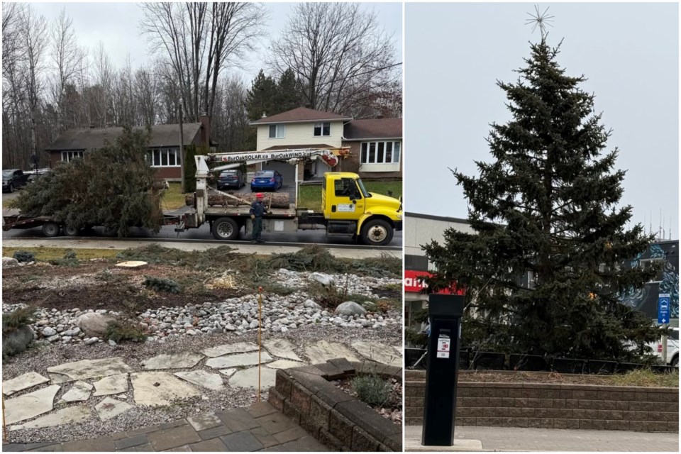 The Pavone family's blue spruce makes its way to the parkette at Main and Fraser streets.