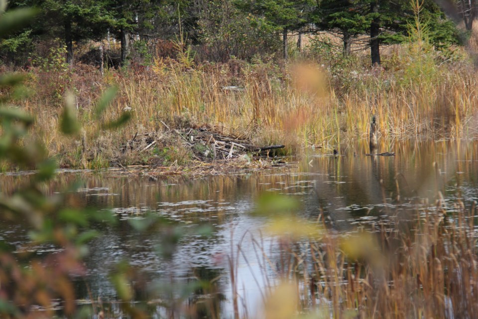USED20171116 01 Beaver dam at Laurier Woods. Photo by Brenda Turl for BayToday.
