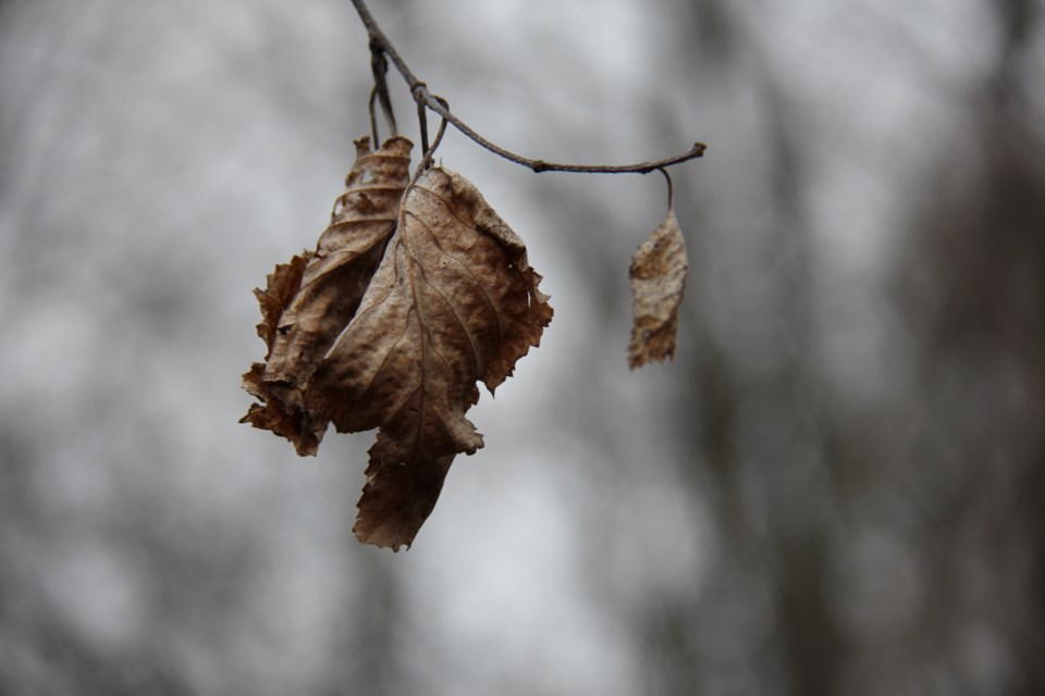 USED 20171116 07 Dried on the branch. Photo by Brenda Turl for BayToday.