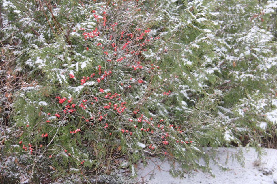 USED20180104 4 Berries in snow, Photo by Brenda Turl for BayToday.