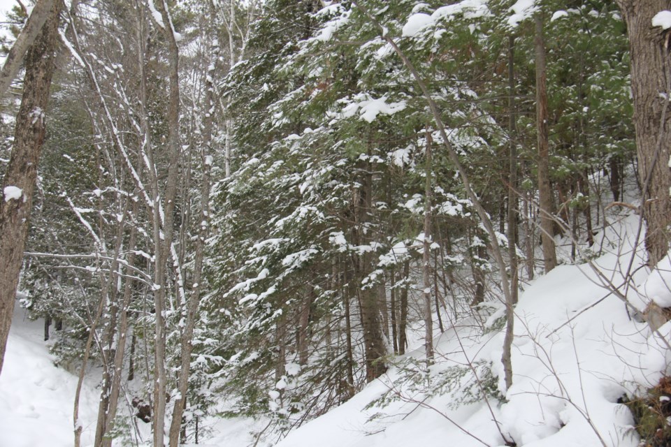 USED20180201 4 Forest in winter. Photo by Brenda Turl for BayToday.