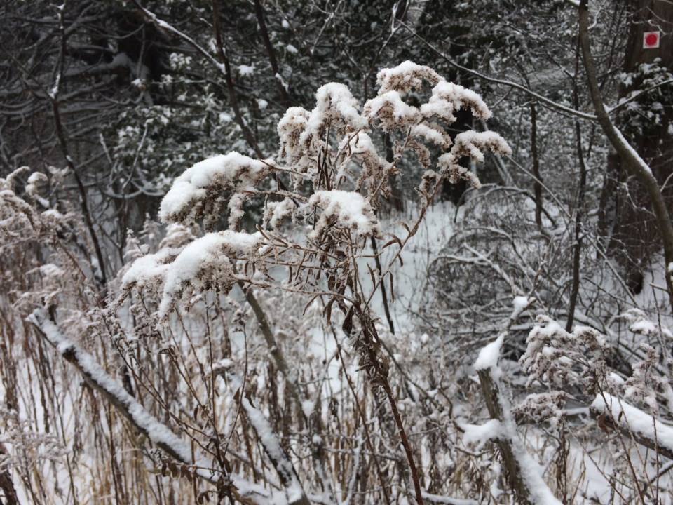 USED 20180208 5 Snow covered. Photo by Brenda Turl for BayToday.