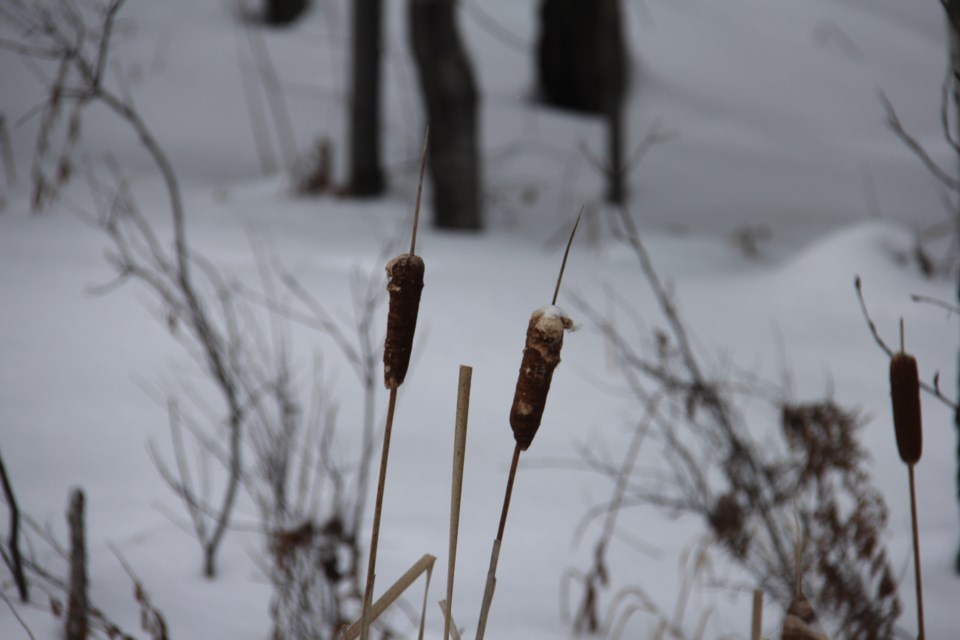 USED20180215 2 Bullrushes. Photo by Brenda Turl for BayToday.