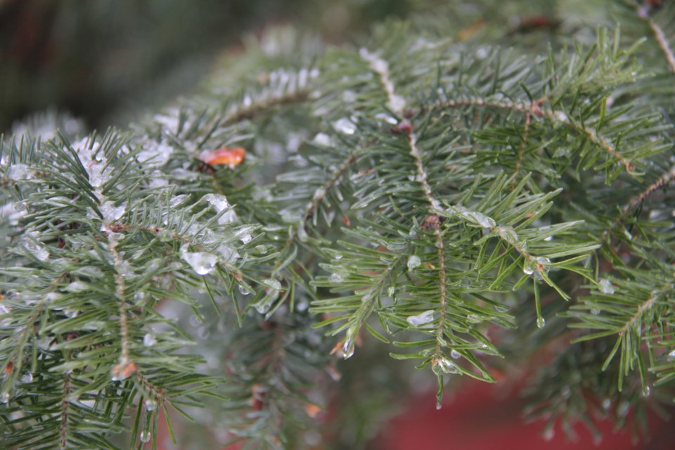 USED20180301 4 Icy pine needles. Photo by Brenda Turl for BayToday.