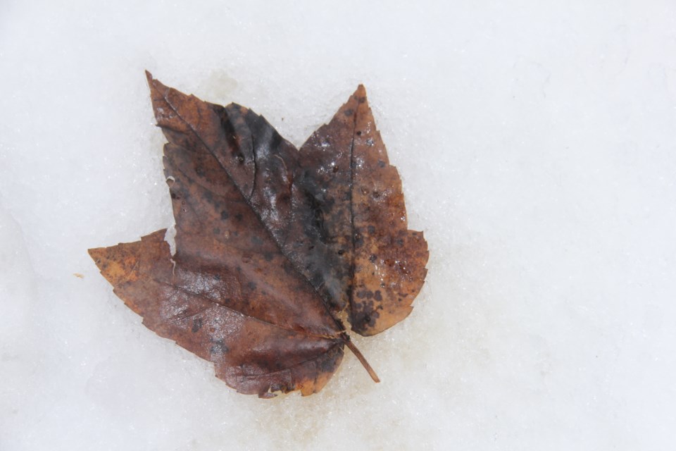 USED20180301 9 Leaf in snow. Photo by Brenda Turl for BayToday.