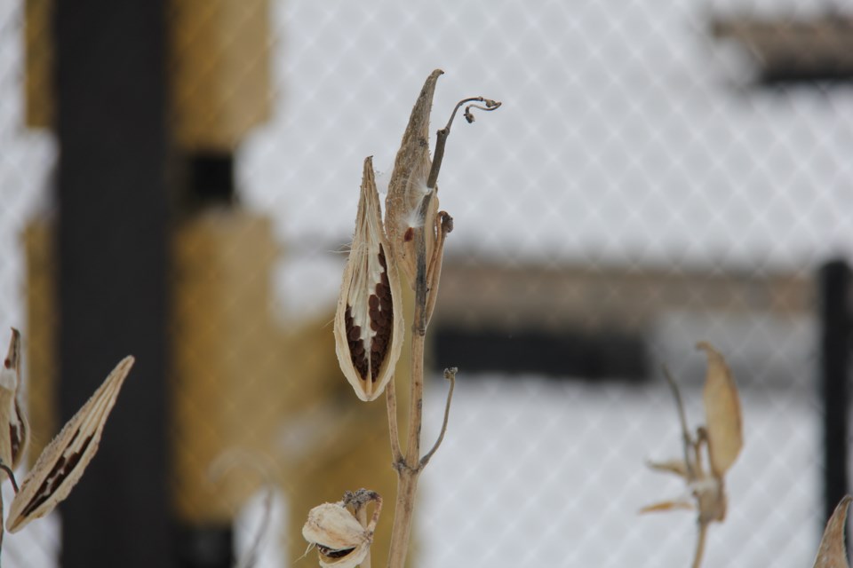 USED20180315 2 Seed pods. Photo by Brenda Turl for BayToday.