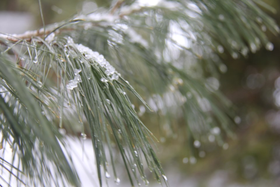 USED20180322 1 Ice on white pine. Photo by Brenda Turl for BayToday.