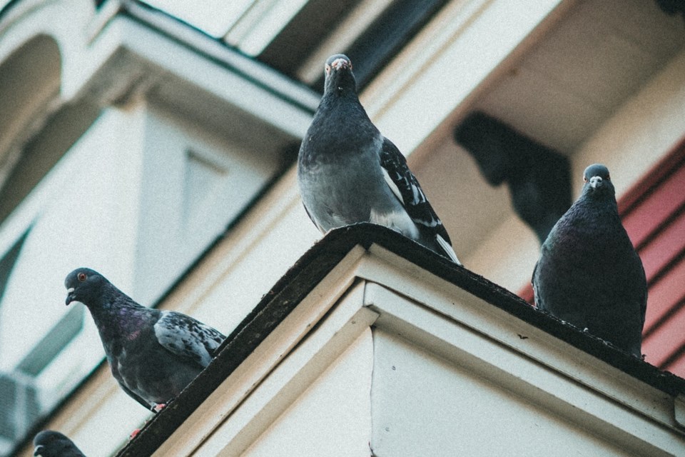 2023-02-20-pigeons-pexels-jonathan-cooper-12835330