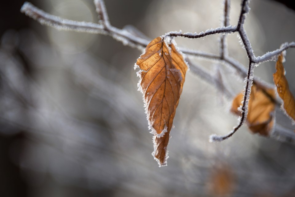 2023-09-20-leaf-frost-pexels-krivec-ales-551860