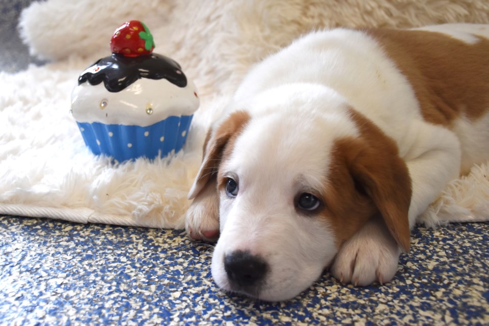 2023-puppy-with-cupcake-cathy-burgers