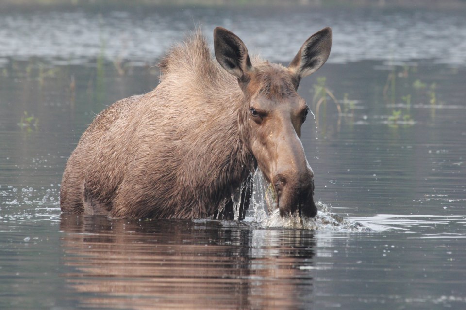 2024-02-02-cow-moose-hunting-pexels-jay-cathcart-7659403