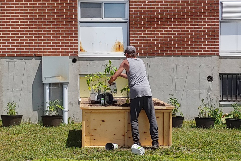 Working in the garden and seeing the fruits of their labours brings a sense of accomplishment say the residents living at Northern Pines.