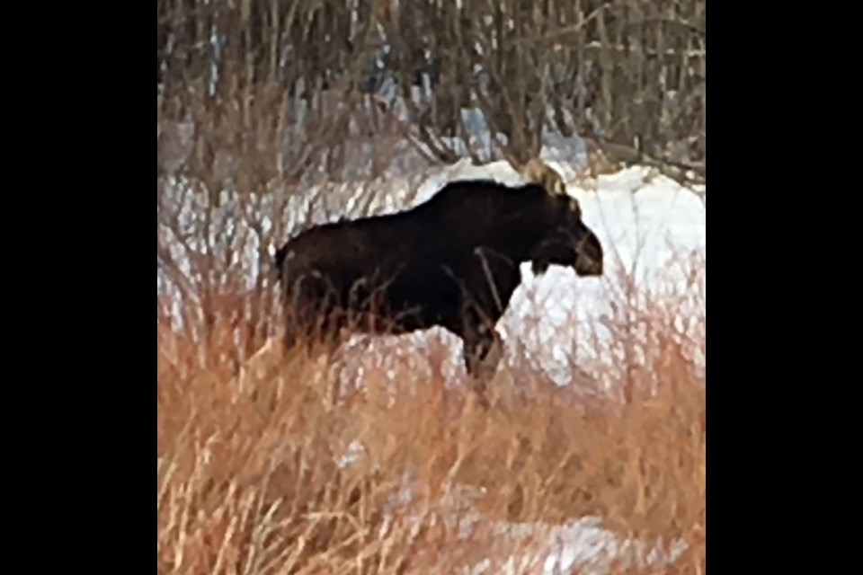 This moose has been spotted hanging out near Highway 11, just south of Powassan. Photo credit OPP.