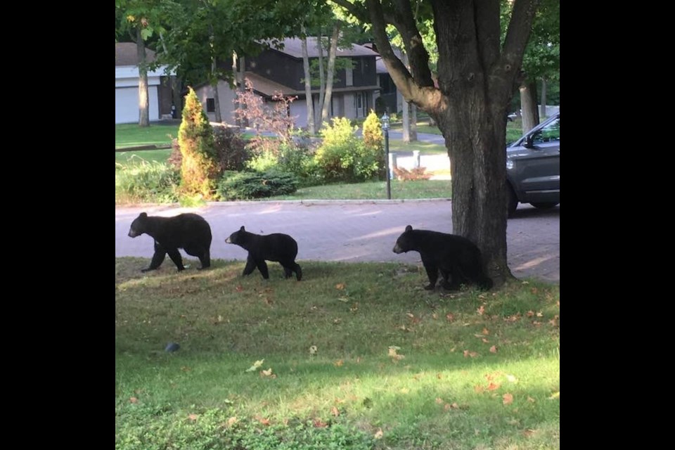 These three bears were spotted along Lakeview Dr. Courtesy Lysa Villeneuve.