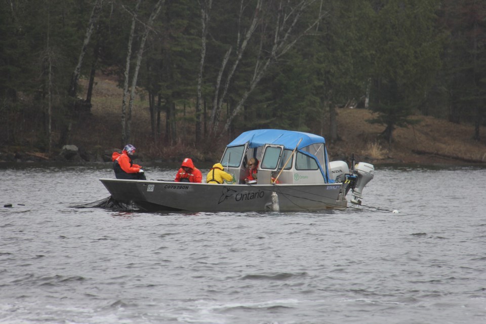 MNRF walleye count on Lake Nipissing.