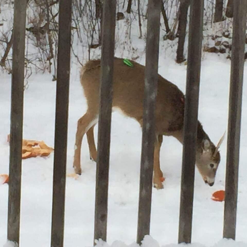 20191213 injured deer