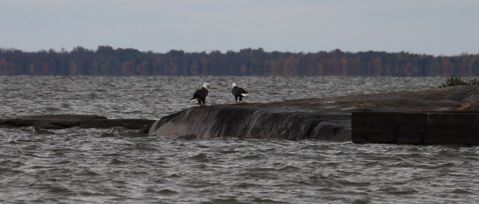 20210606 bald eagles off moonlight bay turl