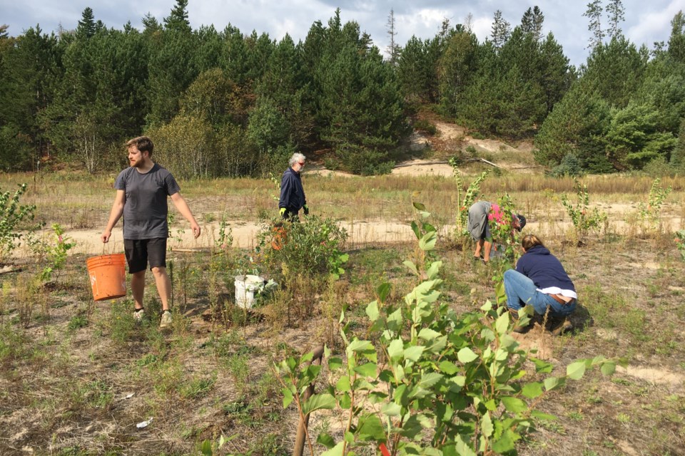 Trees for Nipissing hopes to restore the Marsh Drive dump back to its natural state.