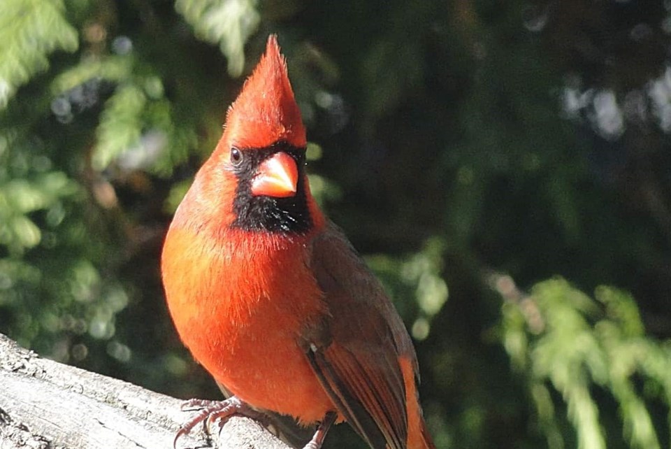 20230106-northern-cardinal-dorothy-williams-bird-count