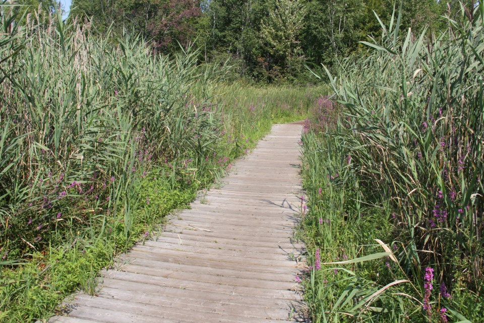 This is one of two sections of boardwalk being replaced.