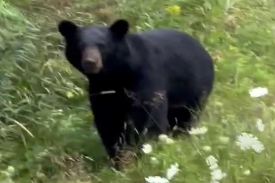 2024-08-19-black-bear-cub-sagar-patel