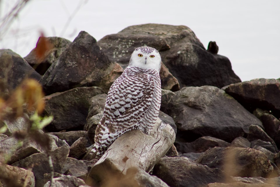 A snowy owl perched near the marina at the North Bay waterfront.