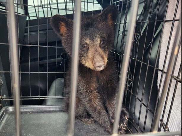 This bear cub was found alone wandering on Hwy 17