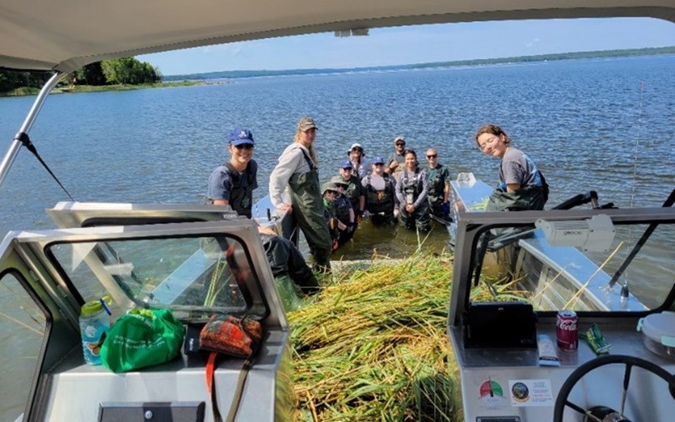 2024-georgian-bay-forever-phragmites-removal