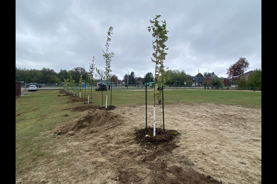 New trees planted at the new Lindsay Weld Child Care Centre in the former ET Carmichael school building. 