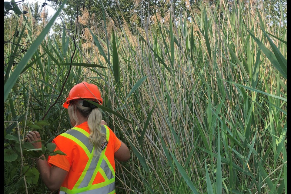 Invasive Phragmites can grow up to 5 m tall (15 ft)  