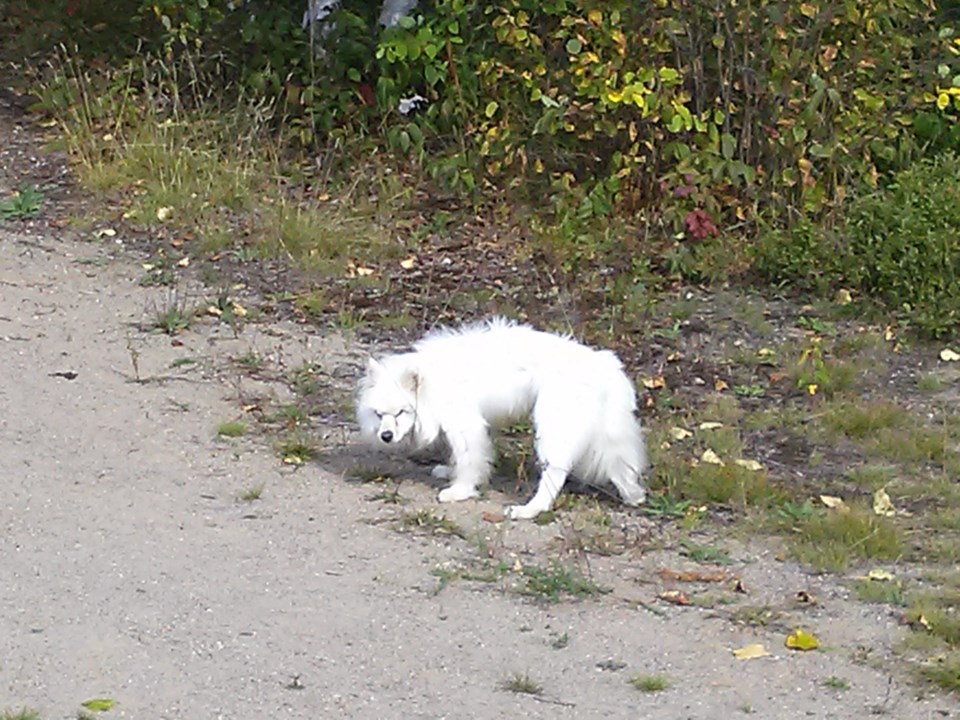 abandonded dog in tilden lake diane legault 2016