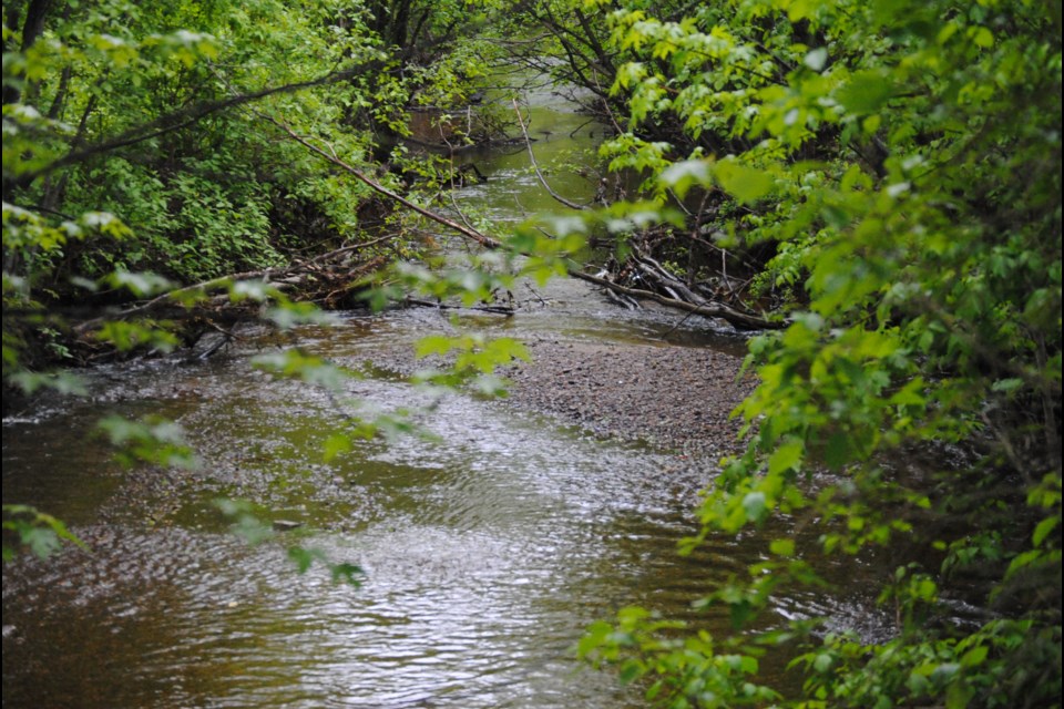 Chippewa Creek in Thomson Park. Photo by Stu Campaigne.