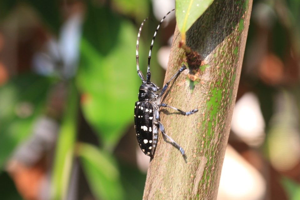 Asian long-horned beetle shutterstock_387326362 2016