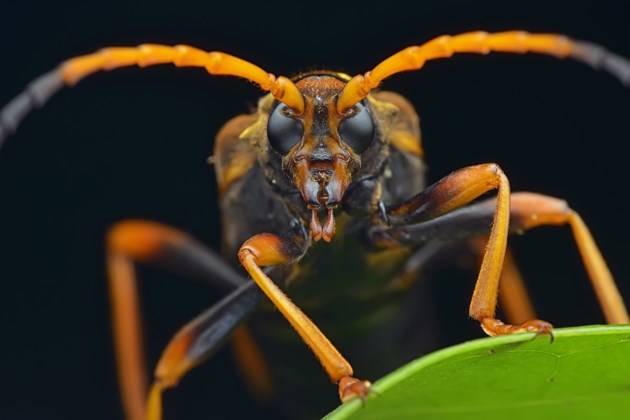 Invasive beetle will threaten Ontario's maple syrup industry - BayToday